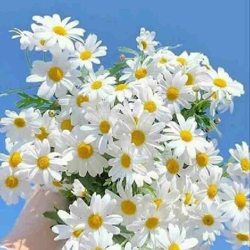 مهدی فرجی و ایمان پارسا یورگونام اوزمنن سن سیز نجه دوزوم من سن منیم جانیمسان